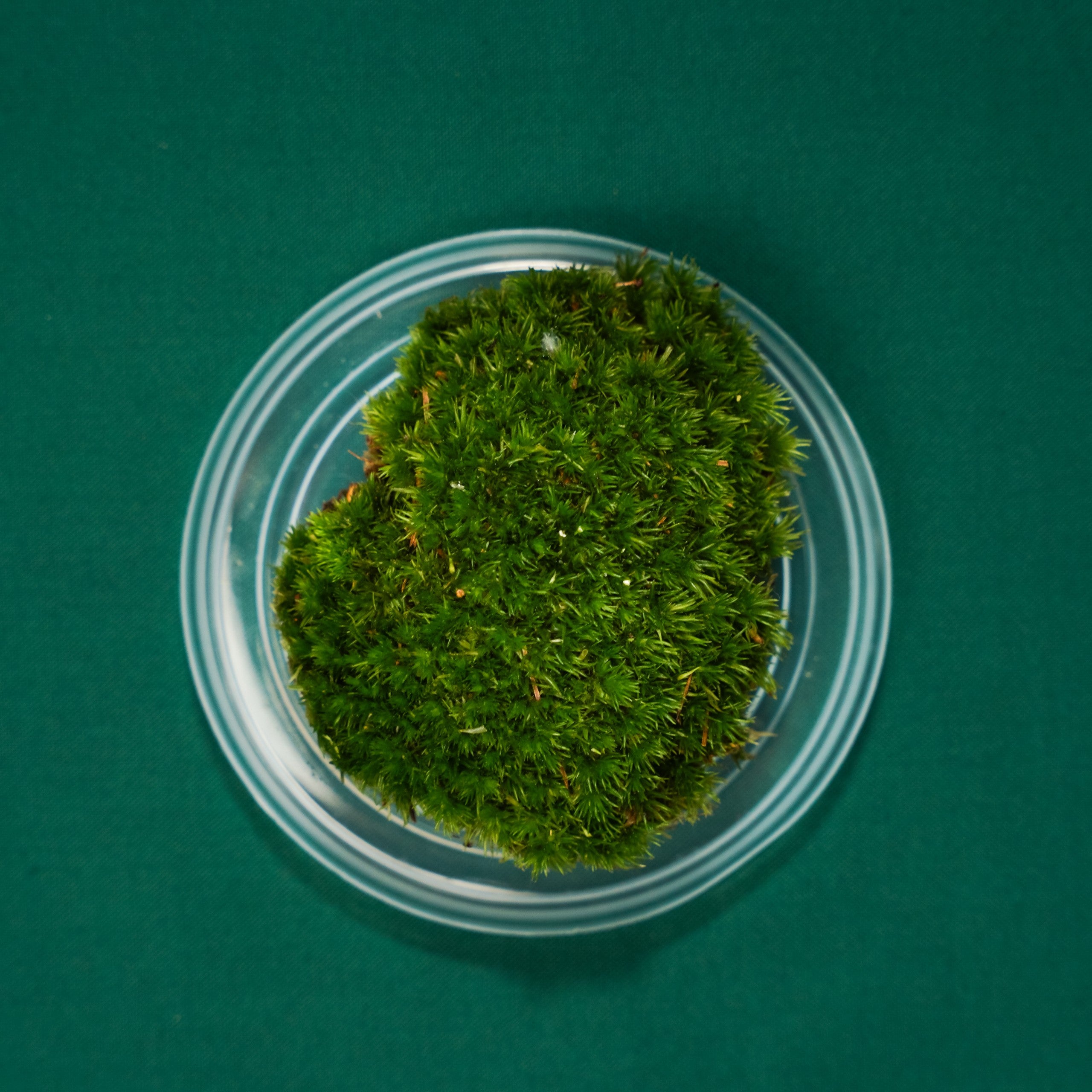 Cushion Moss | Plush Moon Terrarium Co