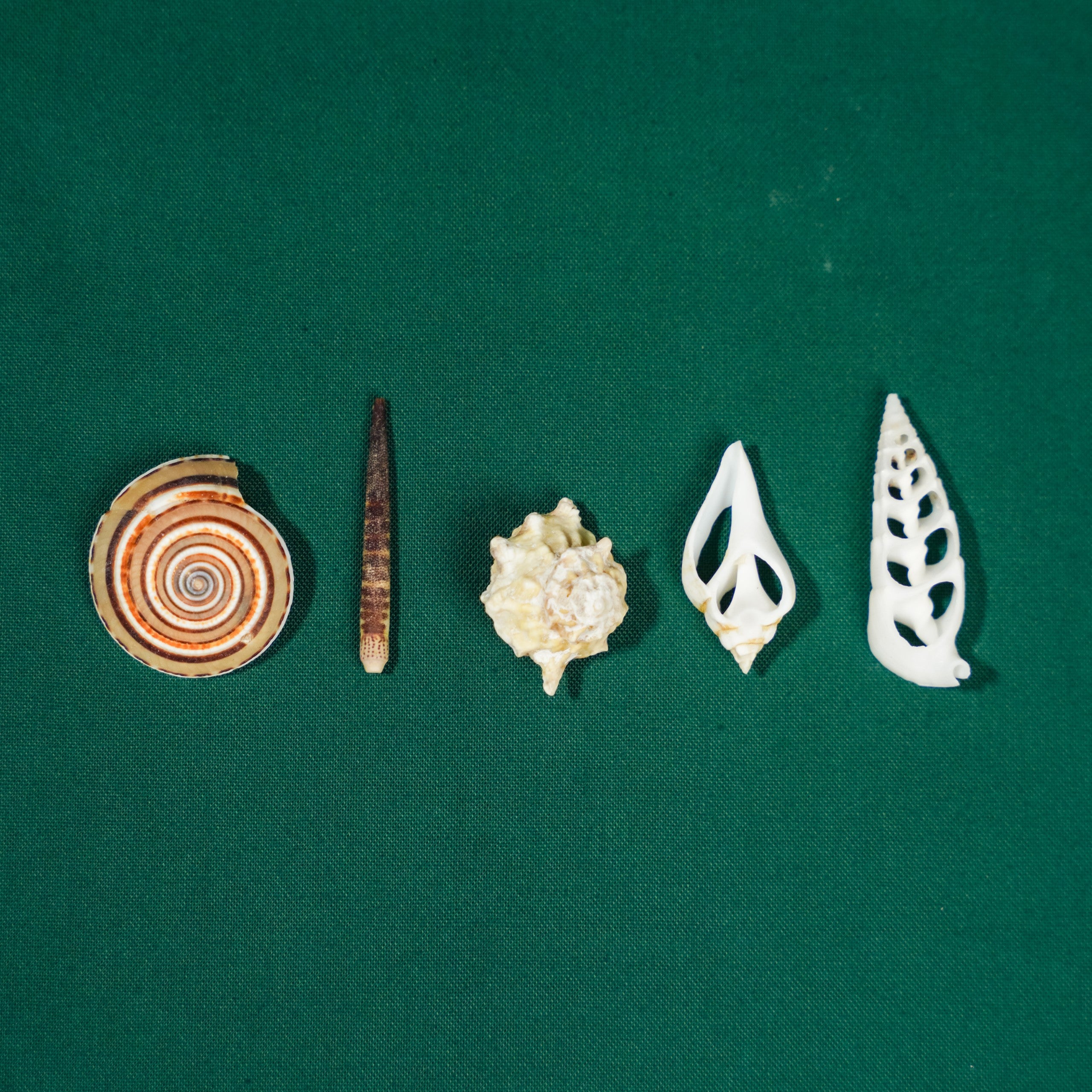 Shells (Individual) | Plush Moon Terrarium Co
