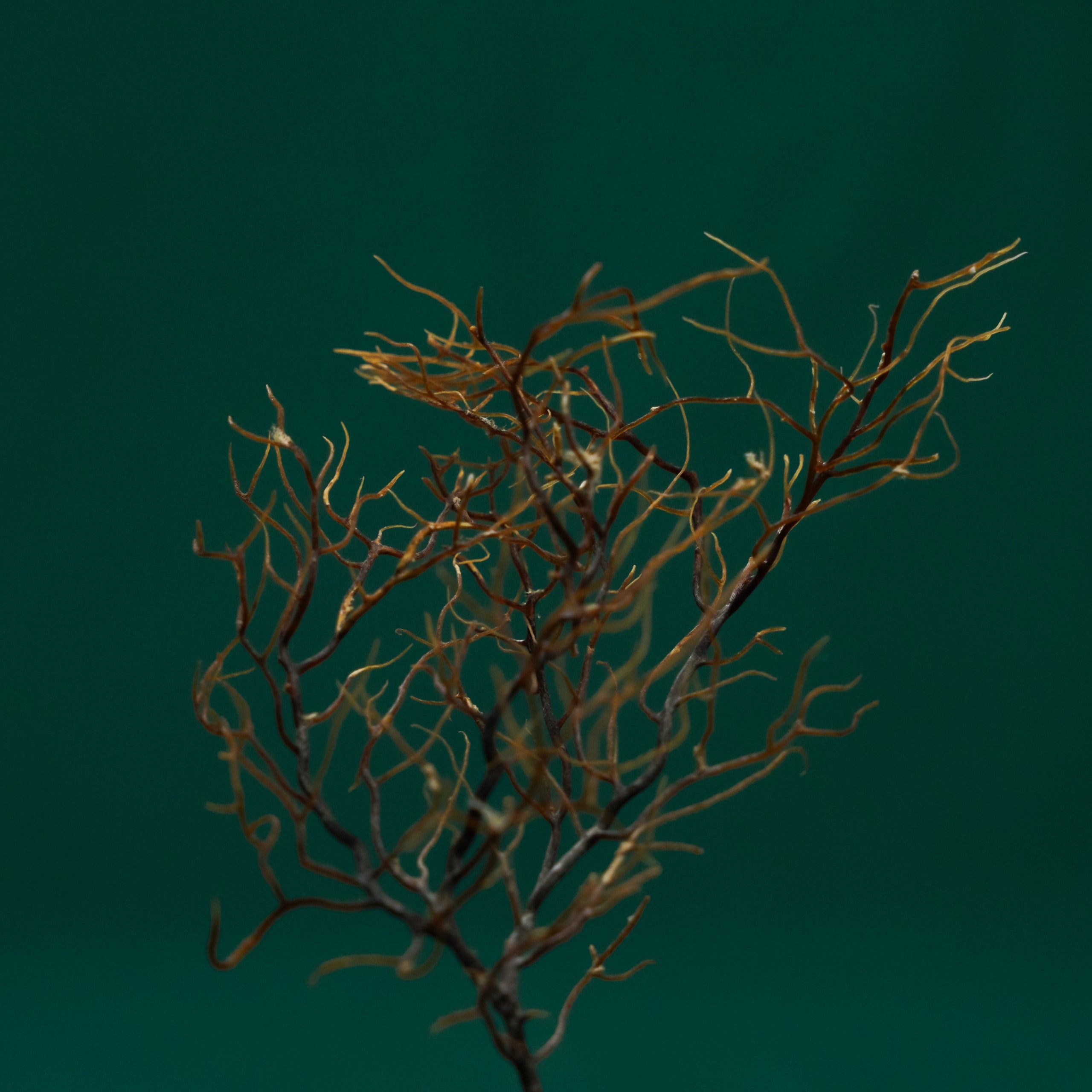 Dried Coral Fan | Plush Moon Terrarium Co